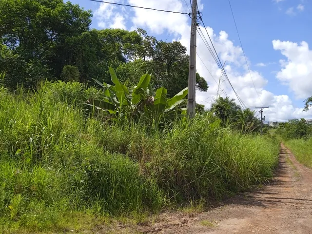 Imagem 16: Vendo Sitio com 2,5 Tarefas e Nascente em Catu - Ba