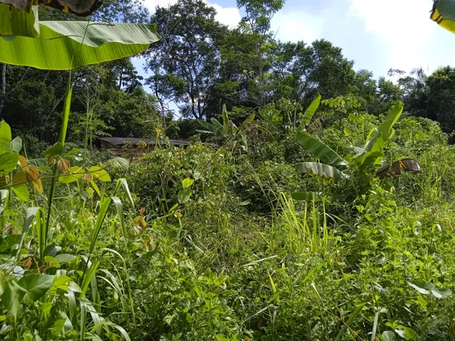 Imagem 7: Vendo Sitio com 2,5 Tarefas e Nascente em Catu - Ba