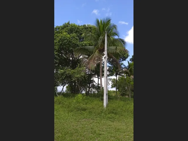 Imagem 4: Vendo Sitio em Catu de 16 Tarefas e com Casa, Escriturado