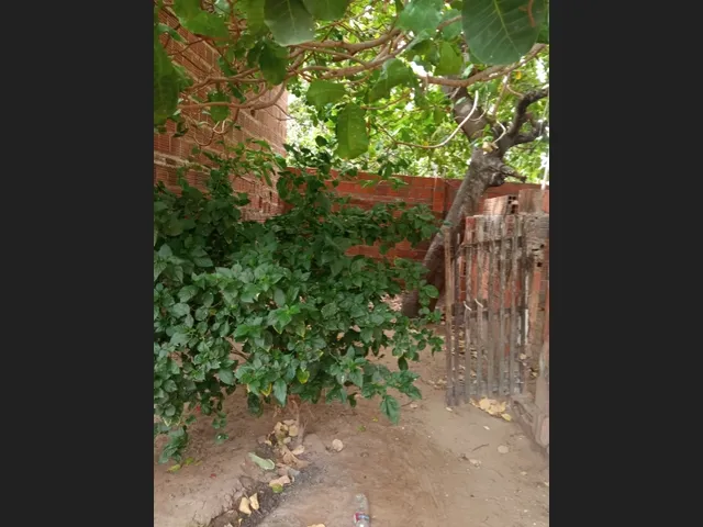 Imagem 2: Casa com 3 Quartos, 2 Salas, 2 Banheiros