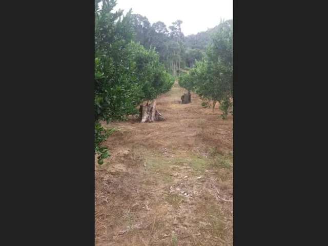 Imagem: Fazenda 100 Hectares, 2 Milhões, Itabela