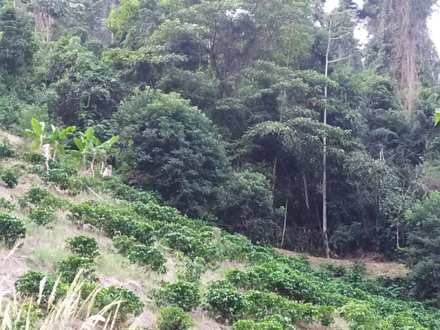 Imagem 7: Chácara em Domingo Martins
