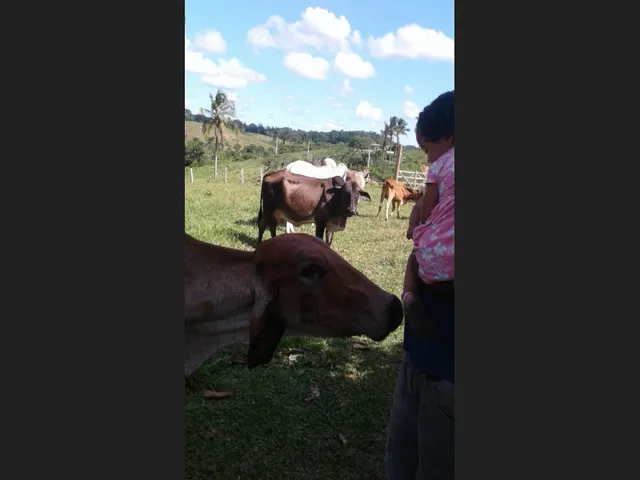 Imagem: Vendo Roça 1 Alqueirão (44 Tarefa