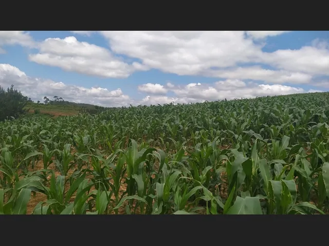 Imagem 9: Terreno Rural 10 Hectares Rio do Oeste Sc