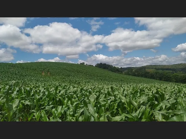 Imagem 16: Terreno Rural 10 Hectares Rio do Oeste Sc