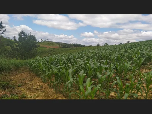 Imagem 6: Terreno Rural 10 Hectares Rio do Oeste Sc