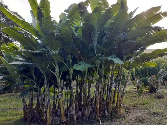 Imagem 11: Excelente Sítio - Carvalhos - Minas Gerais