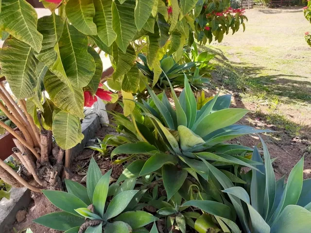 Imagem 12: Excelente Sítio - Carvalhos - Minas Gerais