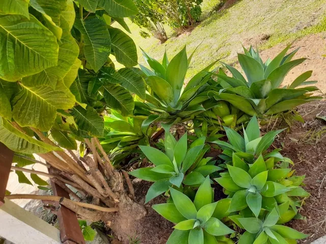 Imagem 7: Excelente Sítio - Carvalhos - Minas Gerais