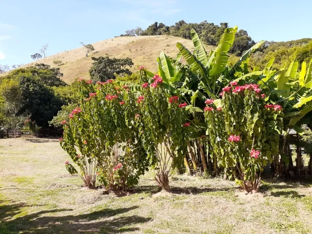 Imagem 3: Excelente Sítio - Carvalhos - Minas Gerais