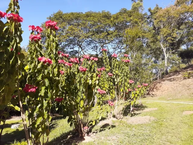 Imagem 6: Excelente Sítio - Carvalhos - Minas Gerais