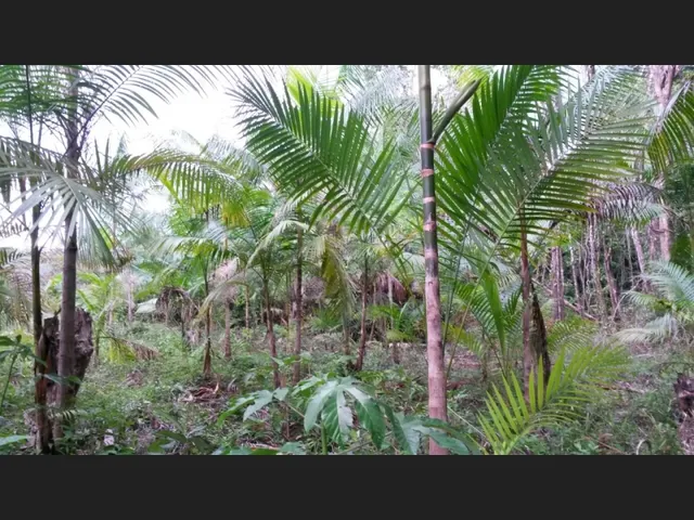 Imagem: R$230 Mil Sítio Frutífero Situado em São