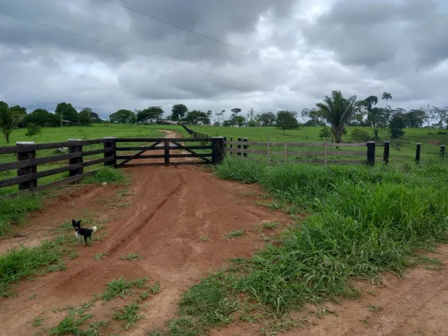 Imagem: Vendo Terra com 128 Hectares com 120 Formada