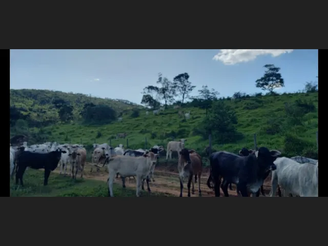 Imagem 1: Fazenda de 194 Há em Carmopolis de Minas Mg