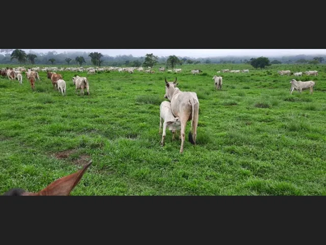 Imagem 9: Fazenda - À Venda - 5.000Ha- Sena Madureira-Ac