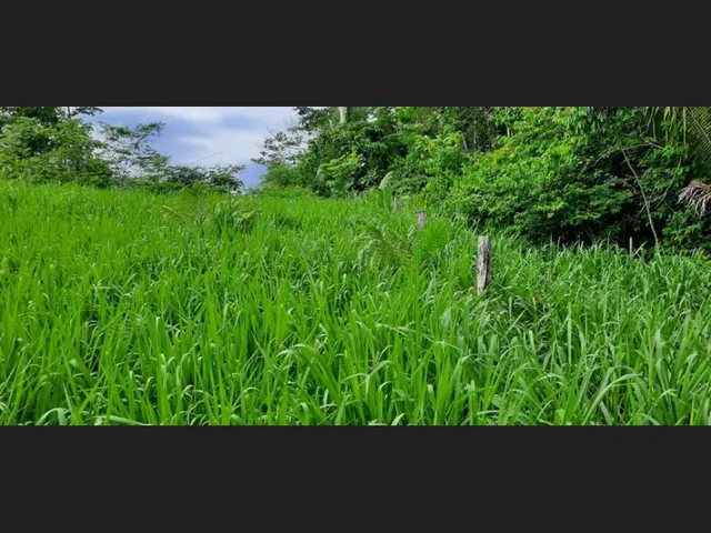 Imagem 4: Fazenda - À Venda - 5.000Ha- Sena Madureira-Ac