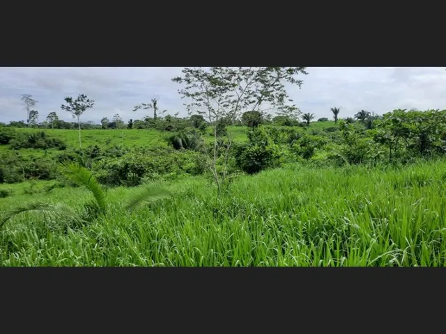 Imagem 11: Fazenda - À Venda - 5.000Ha- Sena Madureira-Ac