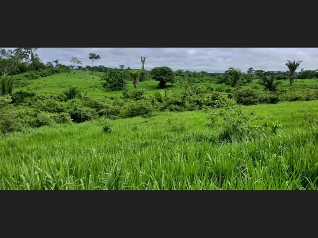 Imagem 7: Fazenda - À Venda - 5.000Ha- Sena Madureira-Ac