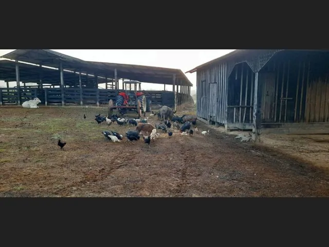 Imagem 10: Fazenda - À Venda - 5.000Ha- Sena Madureira-Ac