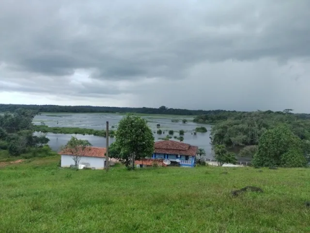 Imagem 6: 300 Alqueires com 300 Búfalos a 120Km de Belém Casa Sede Grande e de Vaqueiro
