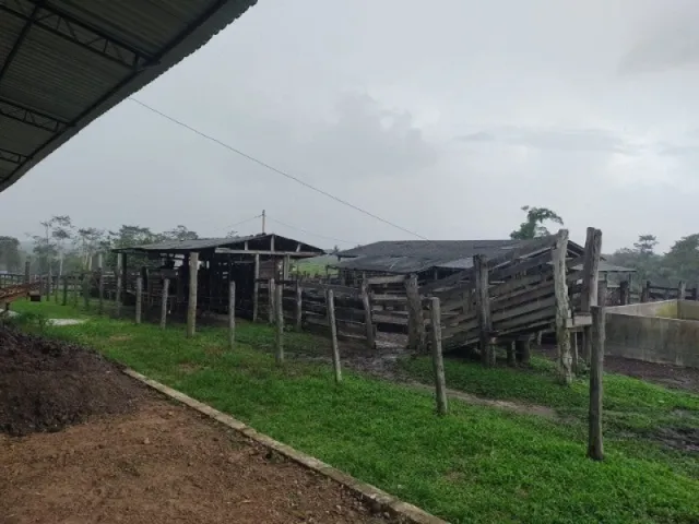 Imagem 13: 300 Alqueires com 300 Búfalos a 120Km de Belém Casa Sede Grande e de Vaqueiro