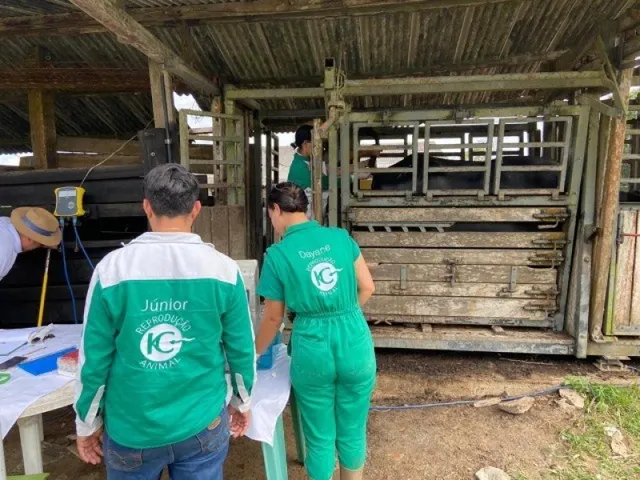 Imagem 15: 300 Alqueires com 300 Búfalos a 120Km de Belém Casa Sede Grande e de Vaqueiro