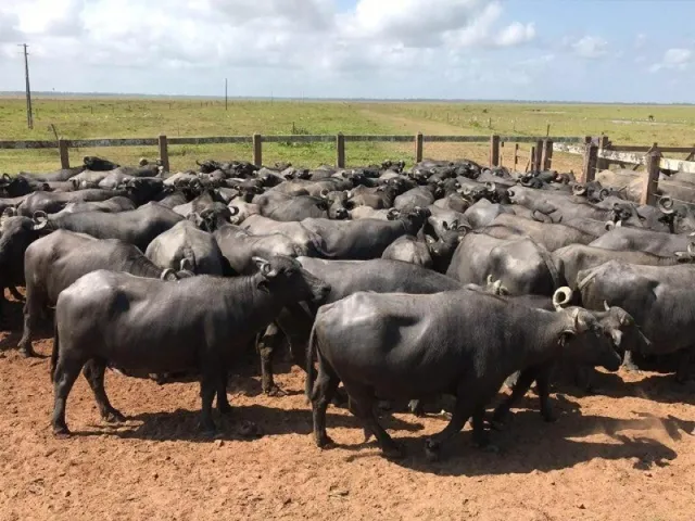 Imagem 10: 300 Alqueires com 300 Búfalos a 120Km de Belém Casa Sede Grande e de Vaqueiro