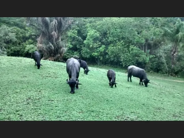 Imagem 11: 300 Alqueires com 300 Búfalos a 120Km de Belém Casa Sede Grande e de Vaqueiro