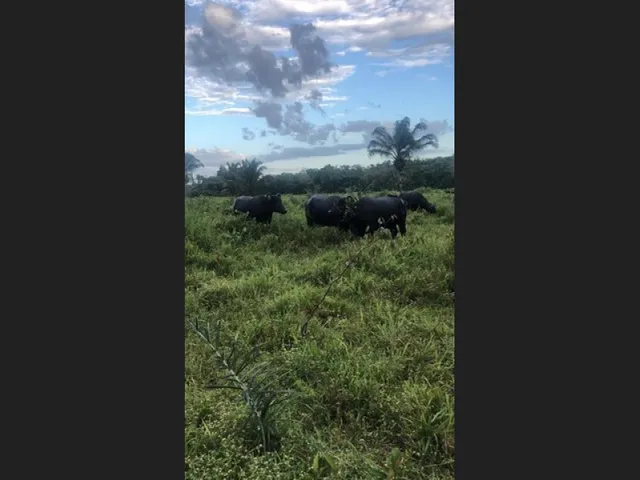 Imagem 8: 300 Alqueires com 300 Búfalos a 120Km de Belém Casa Sede Grande e de Vaqueiro