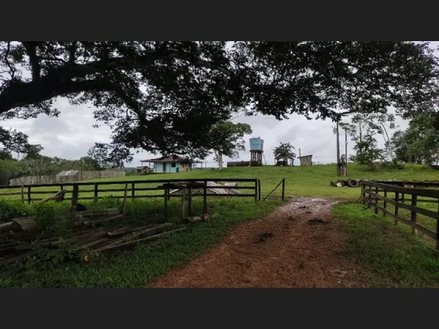 Imagem 7: 300 Alqueires com 300 Búfalos a 120Km de Belém Casa Sede Grande e de Vaqueiro