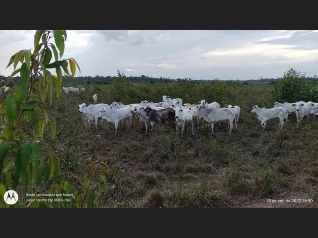 Imagem: 500 Hectares a 180Km de Belém por R$35