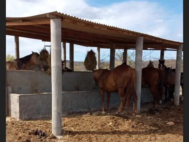 Imagem: Fazenda em Casa Nova - Ba