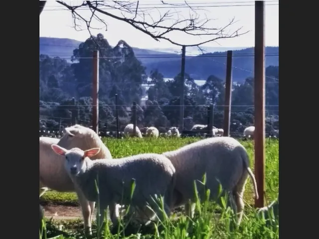 Imagem 15: Propriedade Rural com 24 Hectares em Sao Frabcisco de Paula
