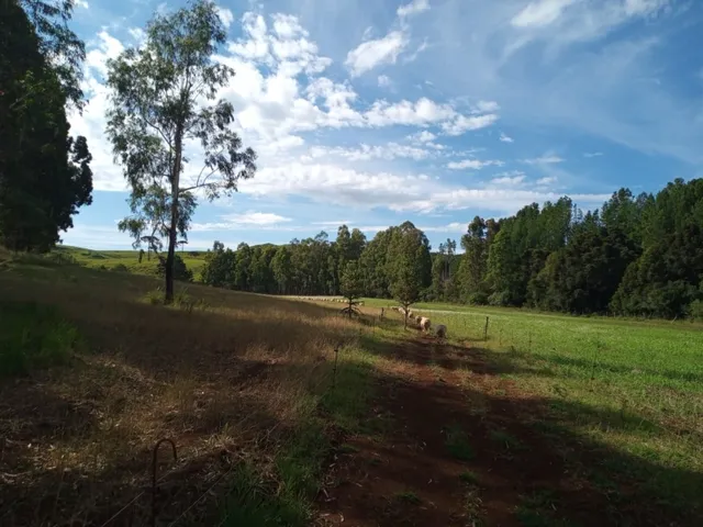 Imagem 11: Propriedade Rural com 24 Hectares em Sao Frabcisco de Paula