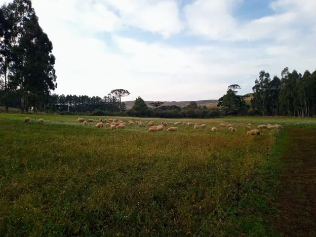 Imagem 9: Propriedade Rural com 24 Hectares em Sao Frabcisco de Paula