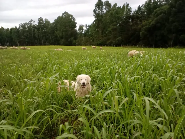 Imagem 6: Propriedade Rural com 24 Hectares em Sao Frabcisco de Paula