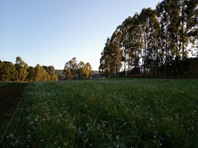 Imagem 16: Propriedade Rural com 24 Hectares em Sao Frabcisco de Paula