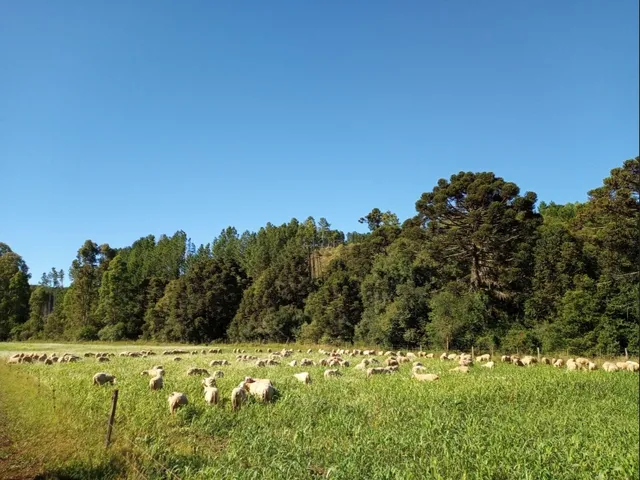 Imagem 5: Propriedade Rural com 24 Hectares em Sao Frabcisco de Paula