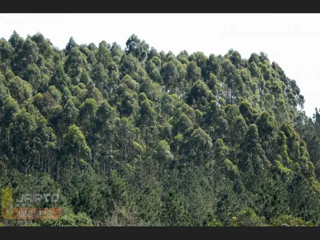 Imagem 11: Lindo Sitio de Lazer em Viamão