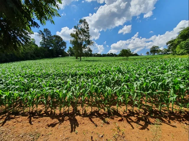 Imagem 2: Fazendinha de 12 Há em Carmopolis de Minas Mg