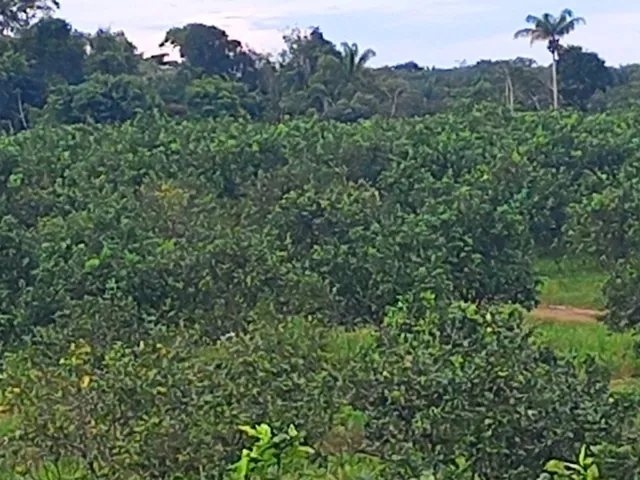 Imagem 13: Sitio Produtivo no Ramal do Santana Manacapuru
