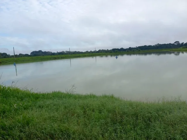 Imagem 8: Sitio Produtivo no Ramal do Santana Manacapuru