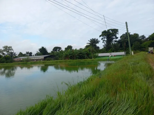 Imagem 5: Sitio Produtivo no Ramal do Santana Manacapuru