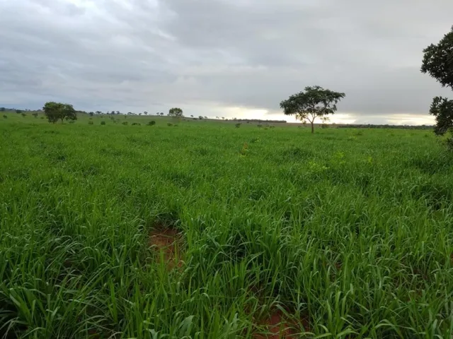 Imagem 8: Fazenda em Barra do Garças-Mt