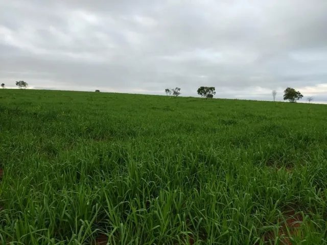Imagem 2: Fazenda em Barra do Garças-Mt