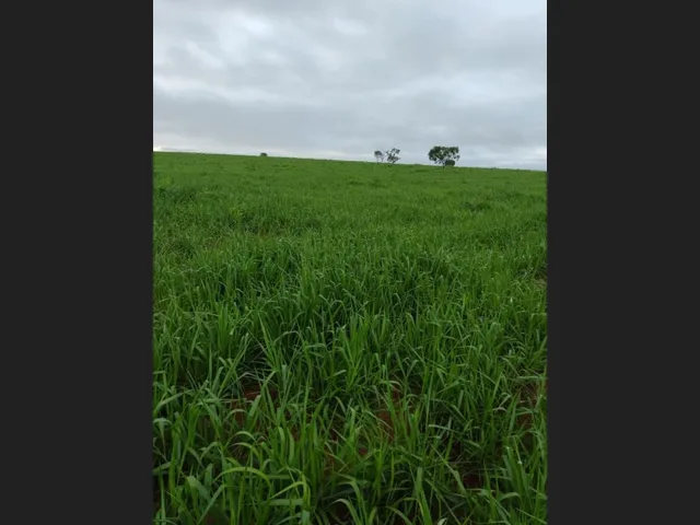Imagem 11: Fazenda em Barra do Garças-Mt