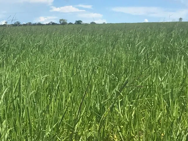 Imagem 6: Fazenda em Barra do Garças-Mt