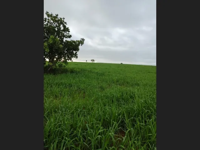 Imagem 7: Fazenda em Barra do Garças-Mt