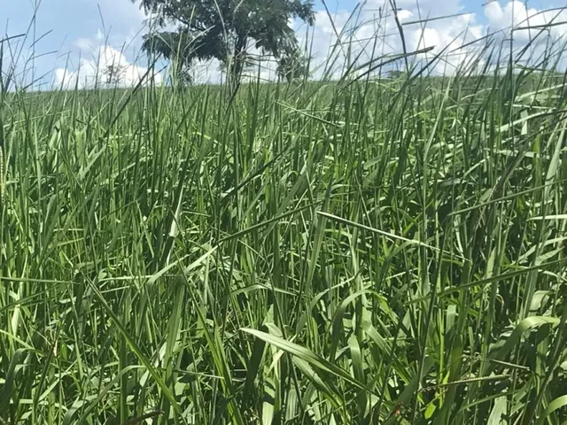 Imagem 5: Fazenda em Barra do Garças-Mt