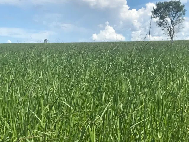 Imagem 9: Fazenda em Barra do Garças-Mt